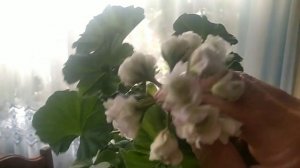 Цветут пеларгонии.Снова обман и разочарование
