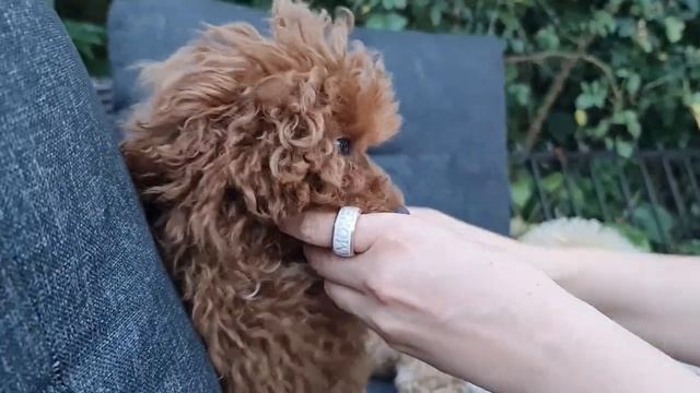Той пудель 4 мес. Ред Браун .