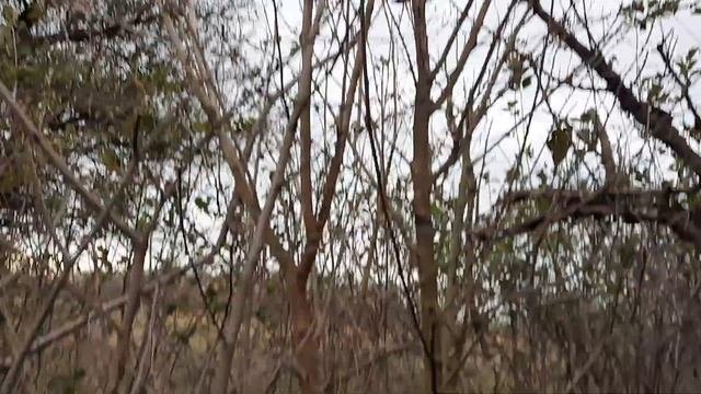 Фундук Ламберта . Омолаживание заброшенного куста