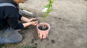Бругмансия / Рекомендации по посадке