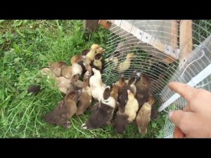 ПРОДАЛ ВСЕХ ИНДОУТЯТ !! Я очень рад! Сколько у меня квочек!? Жизнь в Деревне