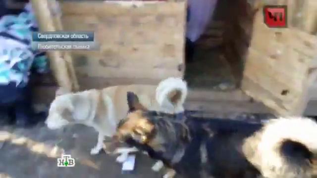 Село против приюта, кто кого? смотреть онлайн