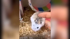 MP4_20231211_062502VLOG.mp4