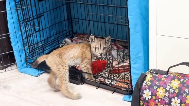 У малышки - рыси ТЕПЕРЬ ЕСТЬ ИМЯ! Когда ехала в клинику-решила, что ей туда не надо и поцарапалась) смотреть онлайн