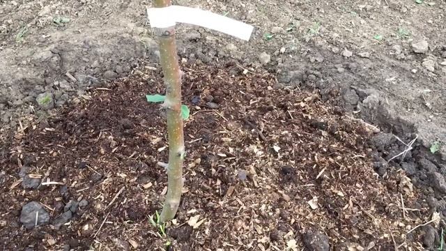 Как подготовить фруктовый сад к зимовке. смотреть онлайн