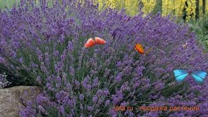 Лаванда узколистная Хидкот (hidcote) ? обзор: как сажать, рассада лаванды Хидкот