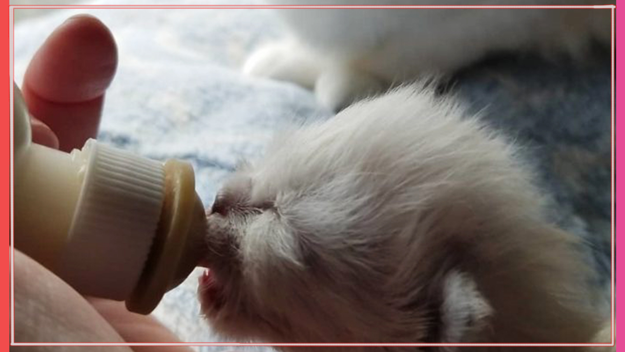 “Он чувствовал, что малыш уходит…” Белый кот-няня спас жизнь новорожденному котёнку!