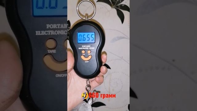 Самый крупный картофель в этом году?