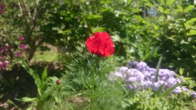 Paeonia Tenuifolia Plena смотреть онлайн