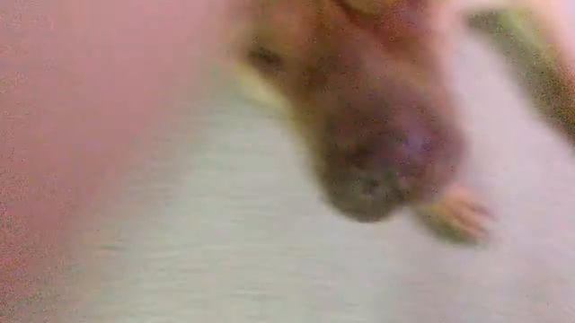 Chinese sharpei doing stuff смотреть онлайн