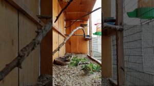 Содержание лесной птицы в не большом вольере. Щегол-чижик и красивое пение реполова или коноплянки.