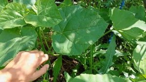 Павловния Войлочная на Даче.) Обзор Маточника и Питомника Павловнии :-)