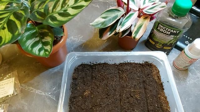 Ампельный катарантус, посев на рассаду смотреть онлайн