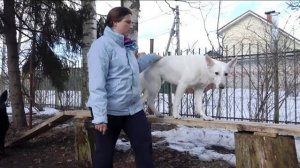 ДТ-13. Куда направить энергию собаки (часть 2).
