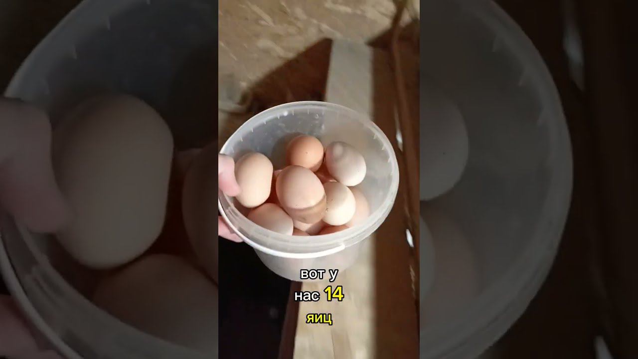 Яйценоскость моих Курочек зимой. Мои любимые девочки