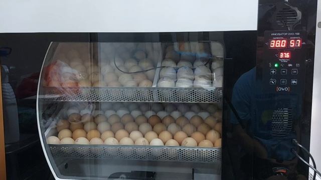 Инкубатор OVO 156, гарантийный ремонт. смотреть онлайн