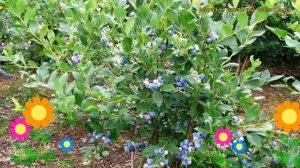 Голубика высокорослая Спартан. Краткий обзор, описание характеристик vaccinium corymbosum Spartan