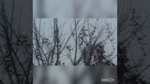 Ловля щеглов на западок. Черноголовые щеглы.