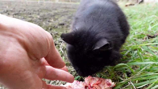 Черная кошка каждый день ходят по огороду. поисках еды. смотреть онлайн
