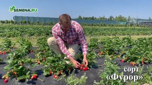 Земляника ремонтантная Фурор