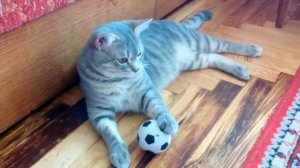 #cat кот Кузя и мячик. игра с мячиком. Kuzya and the ball. ball game