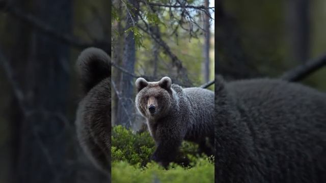 Bear .mp4 смотреть онлайн