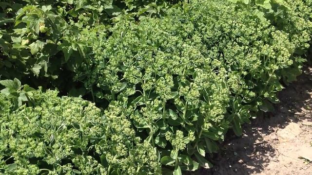 Очиток видный. смотреть онлайн