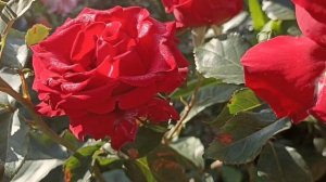 428.#Самые стойкие розы в моëм саду?Хани Дижон и кофейные розы?