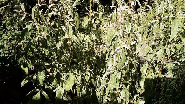 Евпаториум,Посконник , Сідач конопляний #посконник #Eupatorium #київ #україна смотреть онлайн