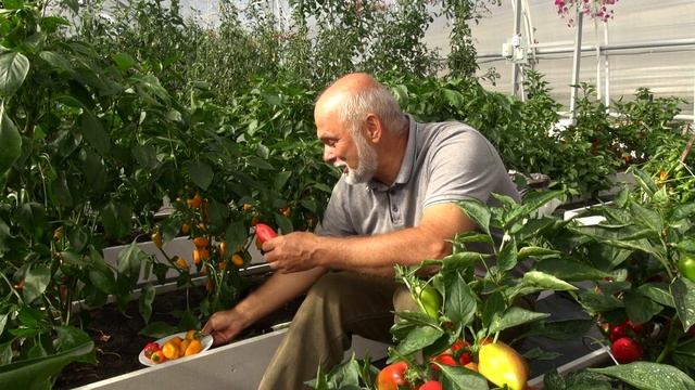 Ультраранние порционные перцы Атос, Портос и Арамис смотреть онлайн