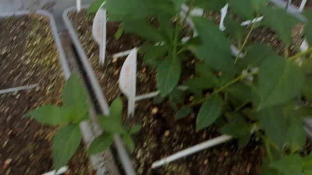 Результат одревесневшего черенкования гортензий🌱