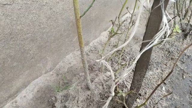 Комнатные розы зимуют на улице! Indoor roses смотреть онлайн