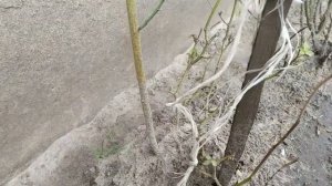 Комнатные розы зимуют на улице! Indoor roses