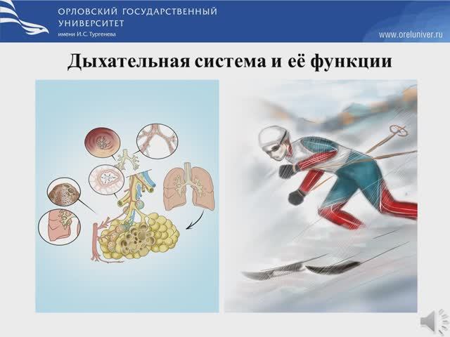 Дыхательная система и её функции