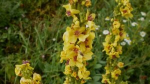 «Царский скипетр» – декоративный коровяк (Verbascum)