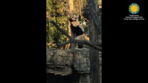 Мама-панда помогла малышу спуститься с дерева