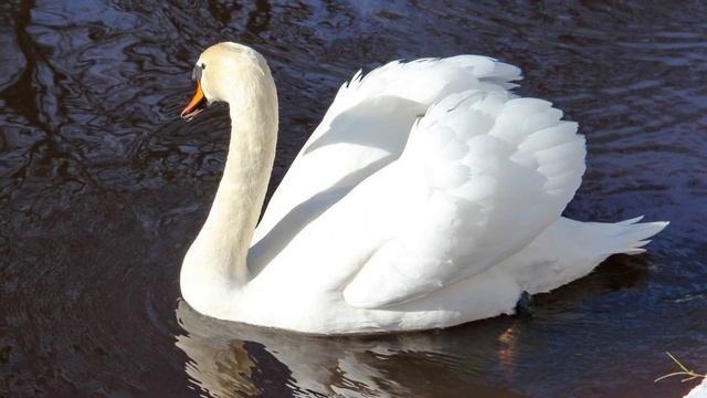 Последний день февраля. Поездка в Лигатне. смотреть онлайн