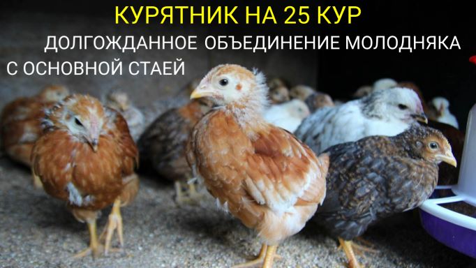 Курятник на 25 кур на даче. Объединение молодняка с основной стаей, пора!