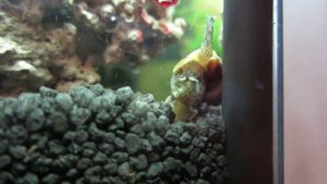 Хищная улитка хелена ест катушку