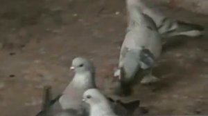 Косоны Никульча