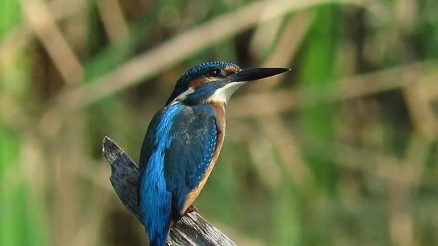 Canon Powershot SX60HS смотреть онлайн