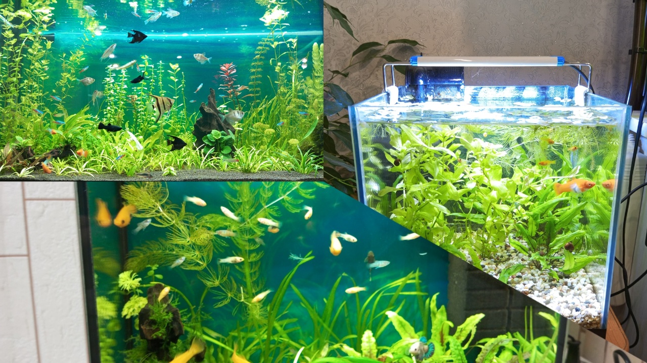 Новости по всем аквариумам, водоросли, рыбки в феврале... #nik_72 смотреть онлайн