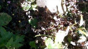 ёжик резиновый шёл и насвистывал