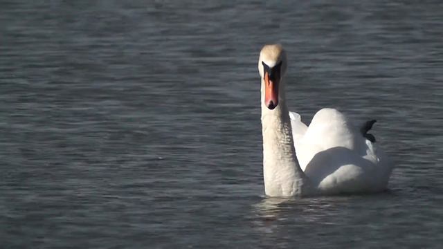 Лебедь.р.Дохно. смотреть онлайн