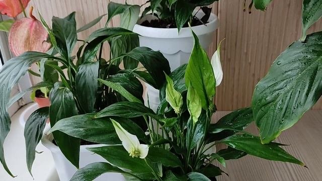 Женское счастье (спатифиллум) плохо растёт, причины