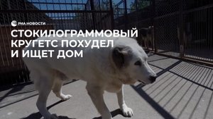 Стокилограммовый пес Кругетс похудел и ищет дом