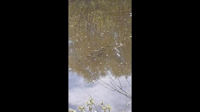 Карась в процессе нереста сбивается в стайки и кайфует на солнце. Нерест карася 2023.