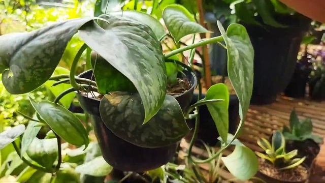 TANAMAN EKSOTIS UNTUK MENJADI KOLEKSI TANAMAN HIAS INDOOR ELEGAN SCINDAPSUS DAN HOYA SPESIES смотреть онлайн