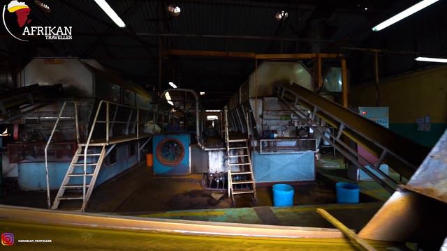 How TEA is Made. We Visited a Tea Factory in Kenya. From Tree to Cup смотреть онлайн