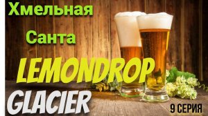 Американский хмель LemonDrop и Glacier!Хмельная санта 10!